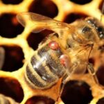 Varroa-destructor-Api-Alveare (1)