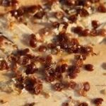 images-_2_